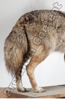 Wolf leg photo reference 0002